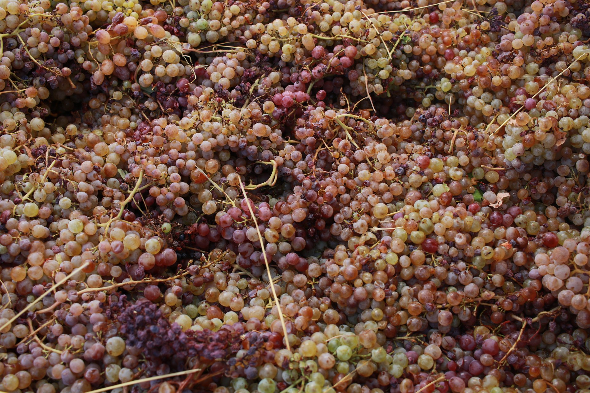 Up close photo of freshly harvested grapes