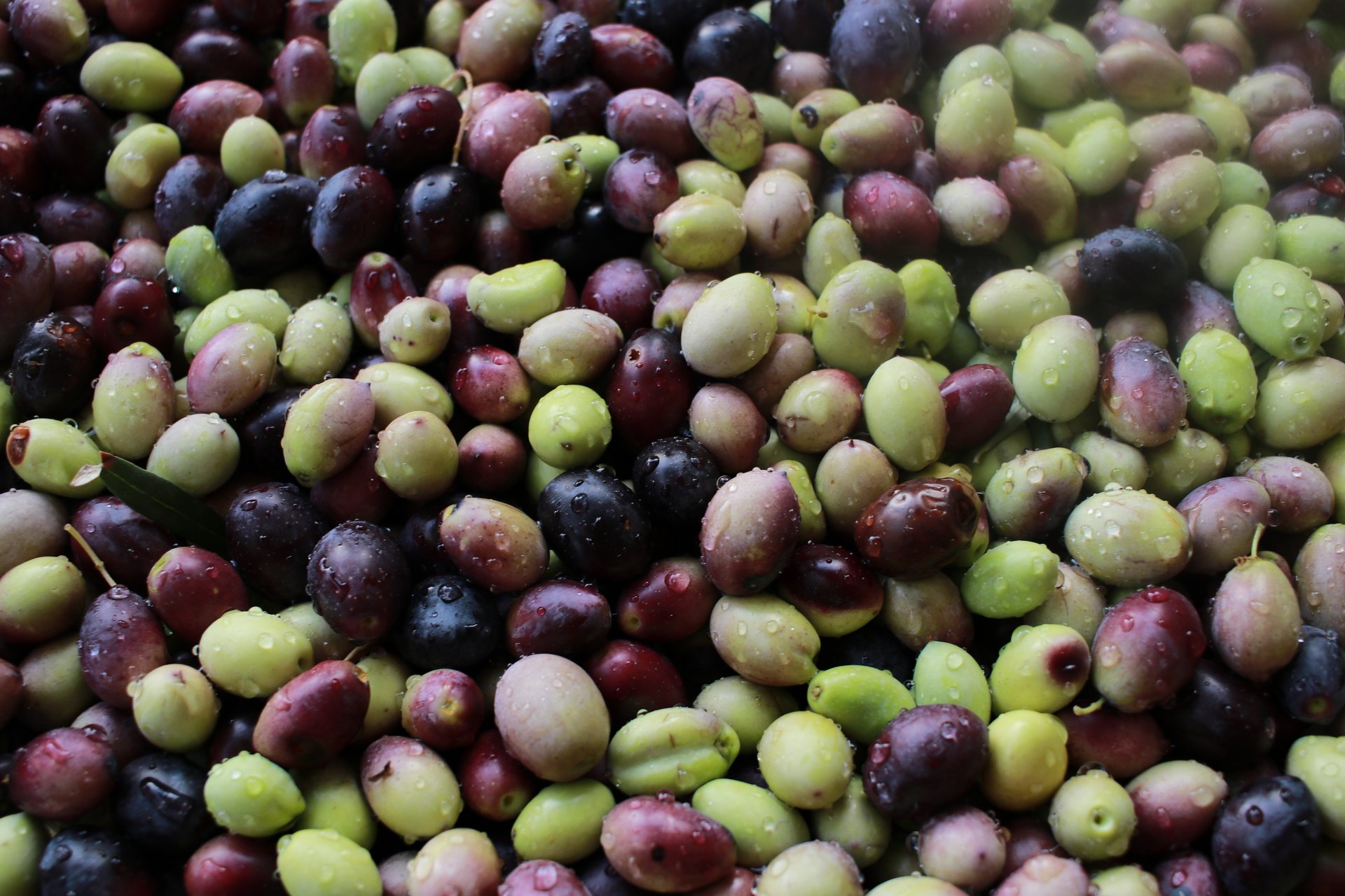 Up close photo of freshly harvested olives