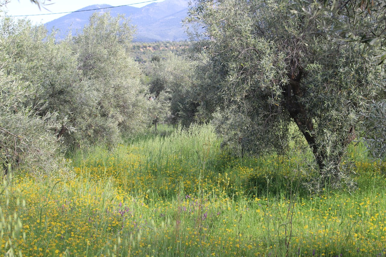 Olive groves and flowers
