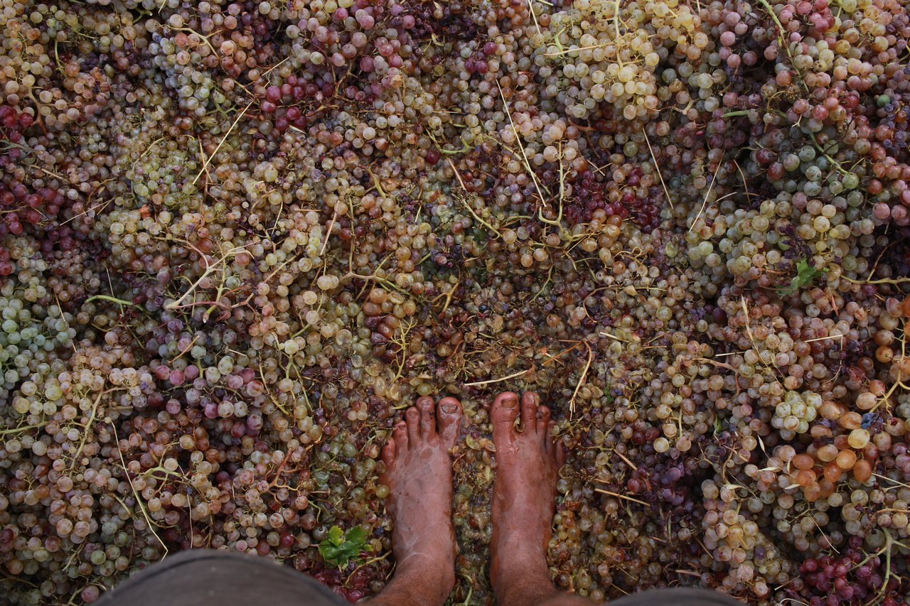 Stepping on grapes