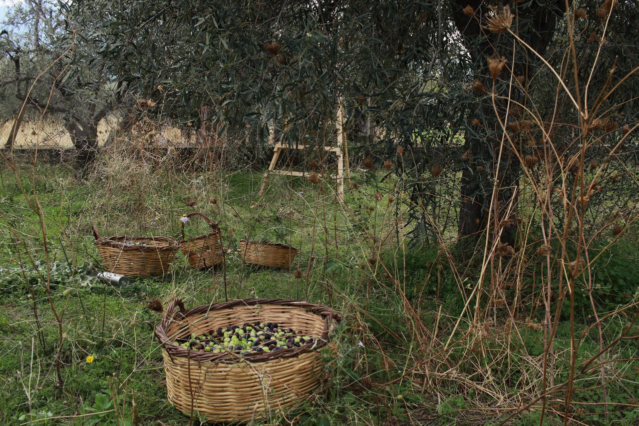 Olives harvested into baskets